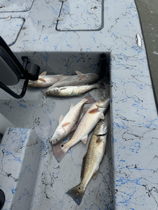 Nice mix of redfish and speckled trout using multiple techniques today!