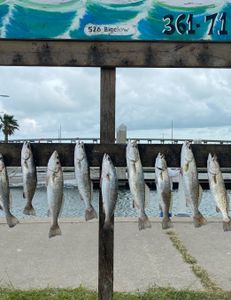 4 spotted weakfish caught fishing in Pleasanton