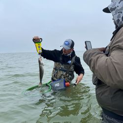 Spotted Weakfish, 14 inches, fishing in TX