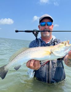Spotted Weakfish caught in TX while fishing