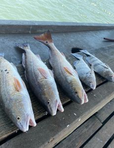 Three redfish caught while fishing in TX