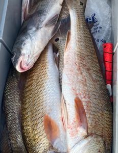 Two redfish caught fishing in TX