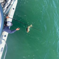 Redfish in the waters of Virginia Beach!