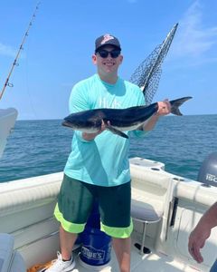 Virginia Beach Fishing Amazing Cobia