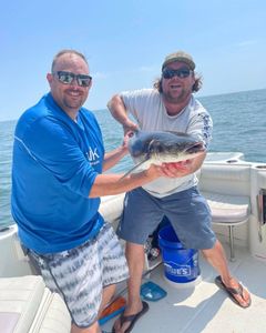 Beautiful Cobia VA beach