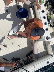 Fisherman catches Atlantic Bonito in VA