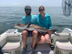 Cobia fish caught while fishing in VA