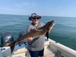 Cobia fish caught by angler in Virginia Beach