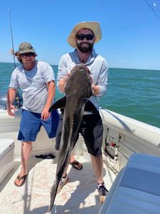 Cobia fishing in Virginia Beach
