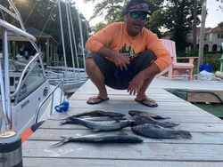 Image of 3 sea bass and spanish mackerel fish caught in VA