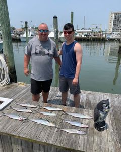 Three Spanish Mackerel fish caught in Virginia Beach