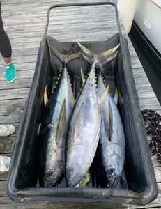Three Yellowfin Tuna and Blackfin Tuna fish caught in Virginia Beach