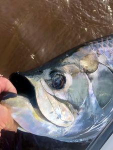 Angler enjoying a day of fishing in FL