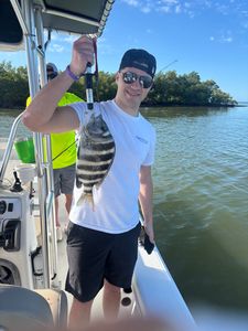 A sheepshead fish caught in FL