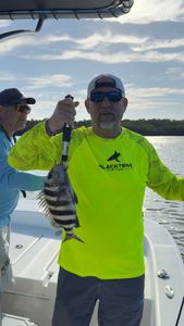 Sheepshead fish caught while fishing in FL
