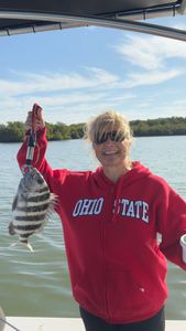 Sheepshead fish caught while fishing in FL