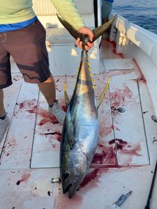 Blackfin tuna fishing in NJ