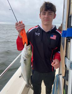 Bluefish caught at Barnegat Light