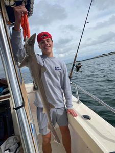 A massive bull shark caught while fishing at Barnegat Light
