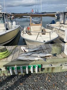 Striped bass caught at Barnegat Light, fishing