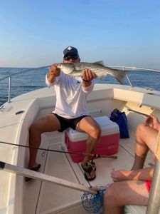 Striped bass caught in Barnegat Light