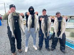 Image of 7 striped bass caught by 4 people fishing in NJ
