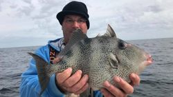 Grey Triggerfish caught while fishing in VA