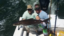 Cobia fish caught while fishing in VA