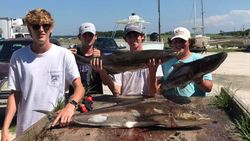 3 cobia fish caught in Williamsburg