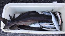4 spanish mackerel caught fishing in VA