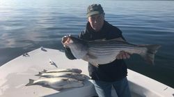 Two striped bass caught while fishing in VA