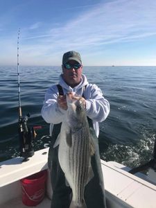 A striped bass caught by a fisherman in Williamsburg