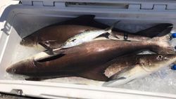 Three cobia fish caught fishing in VA