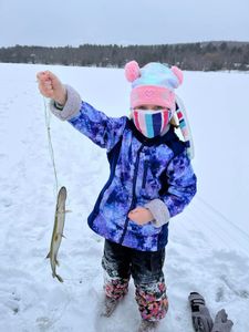 Fishes in Maine