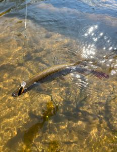 Finest Trout In Maine