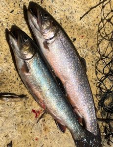 Trout Fishing In Maine