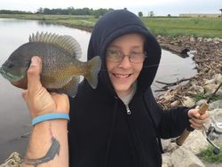 Bluegill Fishing in Arkansas