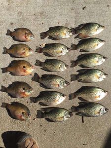 Crappie Fishing in Beaver Lake, AR