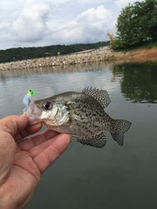 Arkansas Fishing for White Crappie