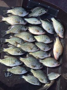 Arkansas Crappie Fishing 2022
