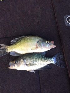 Fishing for Crappie in Arkansas