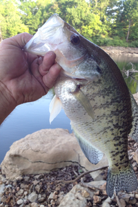 Beaver Lake has great crappie fishing!