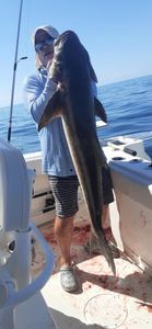 Powerful cobia catch on flat offshore water.