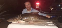 Cobia fish caught while fishing in Sarasota