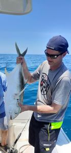 One Crevalle Jack fish caught in Sarasota
