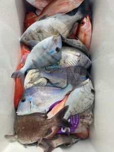 5 fishing tour in FL