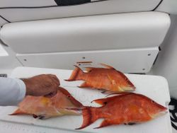 Three hogfish in Sarasota, Florida