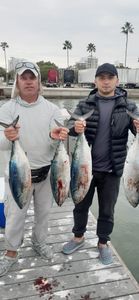 Two Little Tunny fish caught during a fishing tour in Sarasota