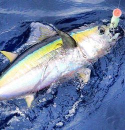 Single fishing rod with FL location
