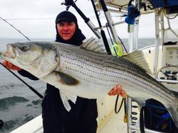 Striped Bass caught while fishing in Marathon